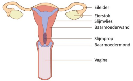 Een baarmoeder1 heeft de vorm en grootte van een kleine peer en is zo’n 8 cm lang.